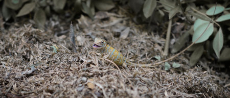Pregnant garden lizard eating on the ground, chewing little insects found under the dead tree leaves,の写真素材
