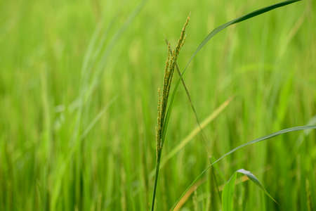 Ear of paddy closeup against soft bright lush paddy field in the evening.の写真素材