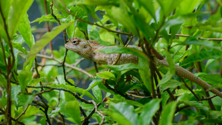 Camouflaged green garden lizard resting on a branch. Hiding in the green foliage close-up side view.の写真素材