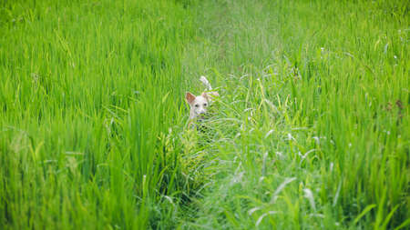 White dog playing hide and seek in the paddy field, hiding behind the long grass.の写真素材