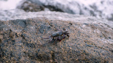 Isolated crab walking on the wet rock on the beach.の写真素材