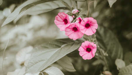 Beautiful pastel pink wild flower blooms.の写真素材