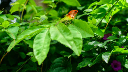 Common green forest lizard Resting on top of large green foliage, sunbathing in the tropical rainforest. Beautiful close-up wildlife photograph in Sri Lanka.の写真素材