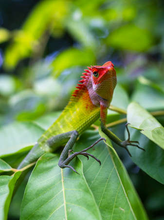 Common green forest lizard sitting on top of large green leaves, sunbathing in the tropical rainforest. Natural bokeh background. beautiful close-up wildlife photograph in Sri Lanka.の写真素材