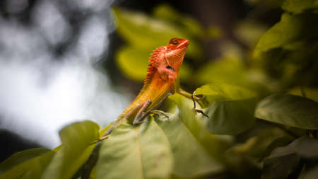 Forest Lizard's head lifted up on the foliage. close up view from a low angle. Bright and vivid, colorful changeable skin. Sharp spikes on the back.の写真素材