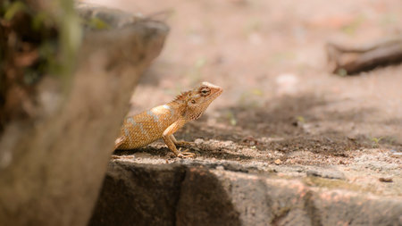 Common garden lizard female behind the flower pot on the ground searching for a place to lay eggs,の写真素材
