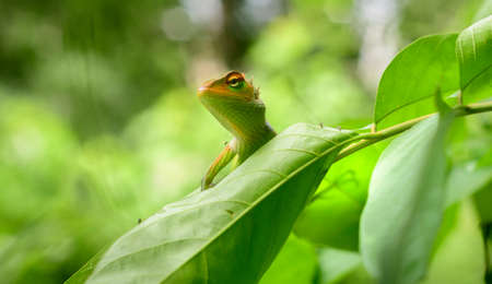 Common green forest lizard peeking out from a leaf, sunbathing in the tropical rainforest. Resting lizards foot on the backlit green leaf. Soft natural bokeh background. beautiful wildlife photograph.の写真素材