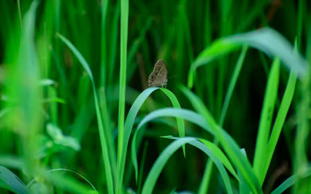 Butterfly resting on a grass blade.の写真素材