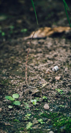 Baby lizard crawling on the ground searching for little insects.の写真素材