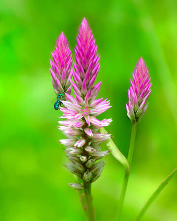 Iridescent green bee collecting nectar in wheat straw celosia bloom.の写真素材