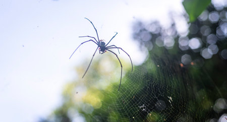 Golden silk orb-weaver weaving the spider net close up.の写真素材