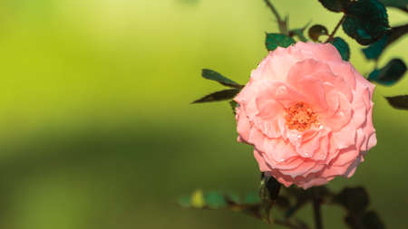 Large pink rose flower head close-up photograph. Dewdrops on the delicate rose petals. Flower head blooming and turn towards the morning sun. Copy space for text on. Green soft bokeh background.の写真素材
