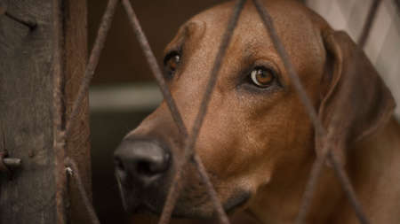 Sad and lonely expression of the ridgeback dog's face close up photograph, dog in a cage looking at the camera through the iron cage fence.の写真素材