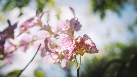Withered orchid flower branch, the concept of the cycle of life.の写真素材