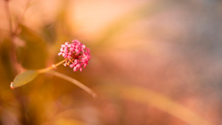 Lantana flower cluster closes up in the beautiful evening light.の写真素材