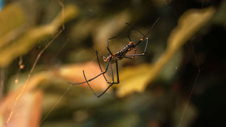 Giant golden orb-web spider in the tropical forests of Sri Lanka.の写真素材