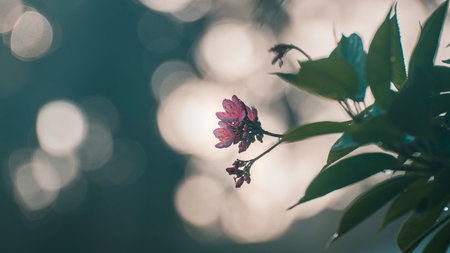 Jatropha flowers against bubble bokeh evening soft background,の写真素材