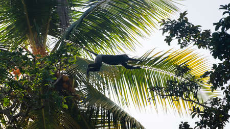 Purple-faced Langur monkey in the air, view from distant below. Jump between two tree branches.の写真素材
