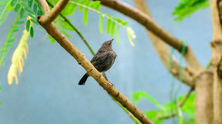 Indian robin Fledgling baby shivering in the cold rain, alone and scared in the tree branch, looking for its mother. Raindrops all over her feathers.の写真素材