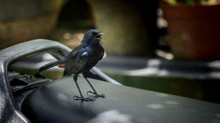 Indian robin male bird sits on the motorbike sheet and chirp loud.の写真素材