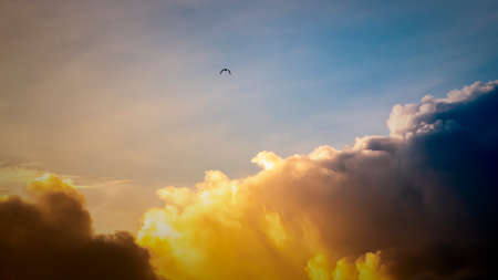 Surreal bright golden yellow cloudscape in the evening, Lonely silhouette bird flying high against the bright skies. Arriving of the darkness and the night concept.の写真素材