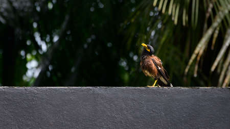 Indian myna resting on a wall, appeared in the list of most invasive species in the world.の写真素材