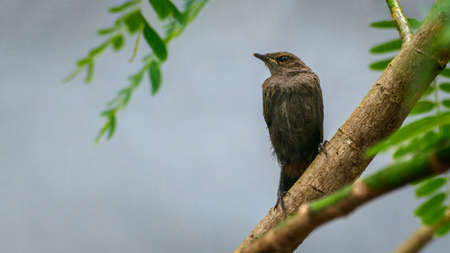 Indian robin Fledgling baby shivering in the cold rain, alone and scared in the tree branch, looking for its mother. Raindrops all over her feathers.の写真素材