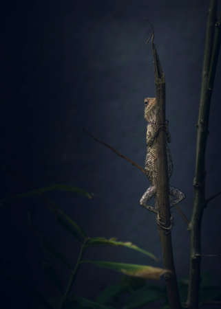 Oriental garden lizard female hiding behind the stick, holding it in vertical standup position against the dark background. Peeking head and exposing its underside to the camera,の写真素材