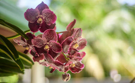 Vanda Madame Wirat dr.Anek reddish-brown orchid flowers.の写真素材