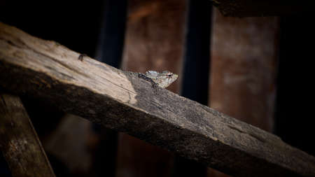 Old male Oriental garden lizard resting on a weathered timber plank.の写真素材