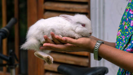 A girl holding a white rabbit in both arms. Cute and adorable furry pet.の写真素材