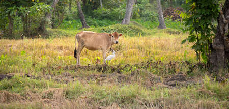 Calf and the egret on the paddy field helping each other. Pasture Livestock animals in the rural village.の写真素材