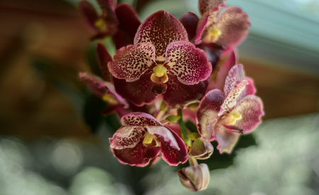 Vanda Madame Wirat dr.Anek reddish-brown orchid flowers. Beautiful bunch of flowers with a lifespan of over two months.の写真素材