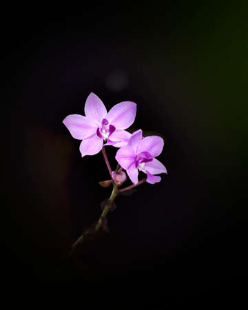 Twin purple orchid blooms isolated against the dark background. Beautiful flowers close-up photograph.の写真素材