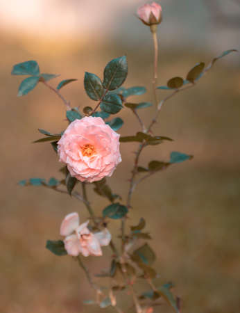 Rose plant and the bloomed pink rose flower turn towards the camera. Dewdrops on the delicate rose petals shining in the morning light.の写真素材