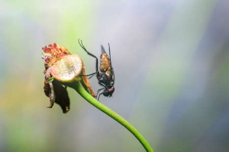 Housefly hangs on to a stem of a dead flower head. soft bokeh background.