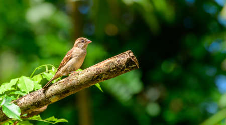A house sparrow female bird sitting on a broken twig in the garden close up, adorable residential sparrow bird portrait close up.の写真素材