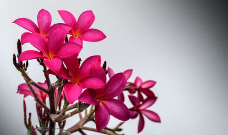 Red frangipani flower bouquet in a glass close up.の写真素材