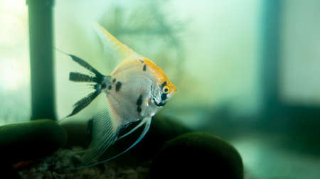 Angle fish isolated in a freshwater aquarium glass tank.の写真素材
