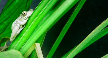 Common Indian tree frog resting on the turmeric plant leaves close up photograph, tree frog in the...