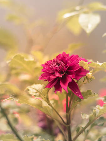 Woodland Merinda decorative dahlia flower. Edges of the Petals are eaten by insects.の写真素材