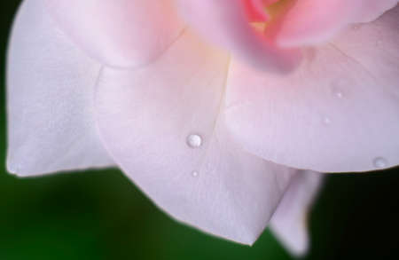 Water drop on a delicate rose flower petal close-up macro. Concept of freshness and delicacy.の写真素材