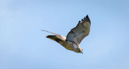 Changeable hawk-eagle in flight against clear blue skies.の写真素材