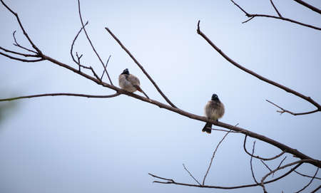 Pair of cute red vented bulbul birds fluffing in the bare tree branch in the cool morningの写真素材