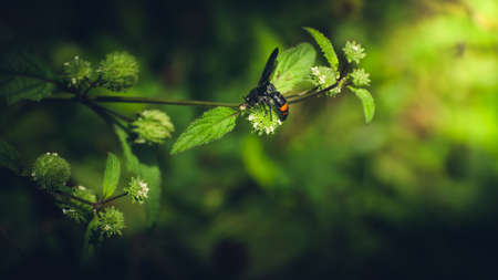 Scolia Fasciatopunctata wasp collecting nectar from wild blossoms, 1st light in the morning.の写真素材