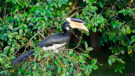Hornbill bird eats wild fruits in the evening at Udawalawa forest. Beautiful red-eyed lesser pied hornbill bird close-up shot.の写真素材
