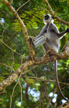 Tufted gray langur sitting on a tree branch looking up, long tailed furry primate portrature.