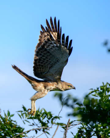 Crested hawk-eagle in flight. Majestic hunters in the wild. Powerful claws and the sharp beak with focused eyes are a deadly combination for hunting. Glowing evening light hits the bird's underparts.の写真素材