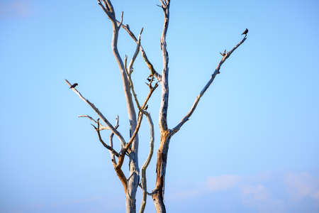 Dead tree and the birds, evening skies background.