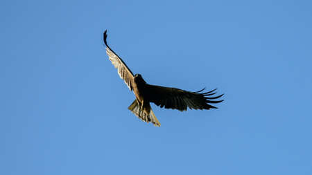 Eagle in flight against clear blue skies in the evening. Spread wings and glide freely in the air.